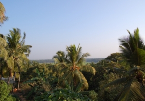 Coconut trees