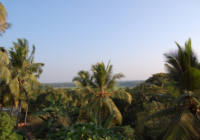 Coconut trees
